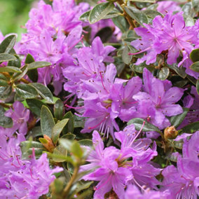 Rhododendron Moerheim Garden Plant - Stunning Light Purple Blooms, Compact Size (20-30cm Height Including Pot)