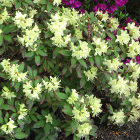 Rhododendron Princess Anne Garden Plant - Yellow-White Blooms, Compact Size, Hardy (15-30cm Height Including Pot)
