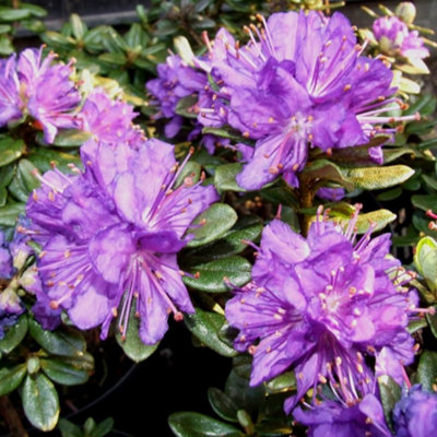 Rhododendron store purple pillow