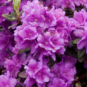 Rhododendron Ramapo Garden Plant - Purple Blooms, Compact Size (15-30cm Height Including Pot)