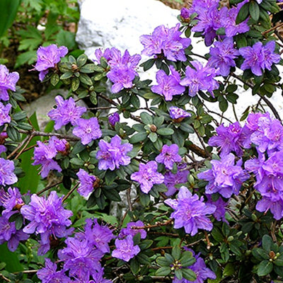 Rhododendron Ramapo Garden Plant - Purple Blooms, Compact Size, Hardy (15-30cm Height Including Pot)