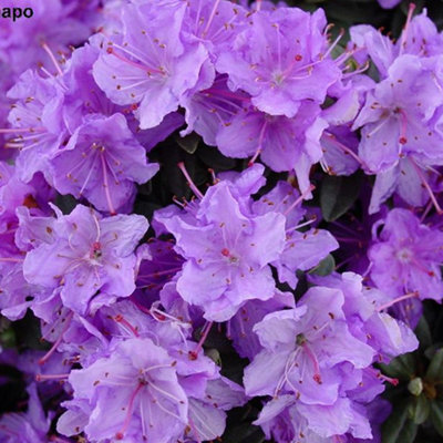 Rhododendron Ramapo Garden Plant - Purple Blooms, Compact Size, Hardy ...