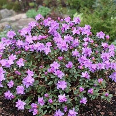 Rhododendron Ramapo Garden Plant - Purple Blooms, Compact Size, Hardy ...