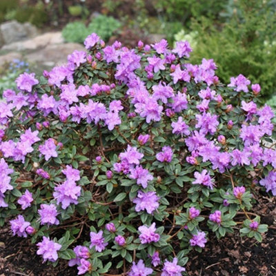 Rhododendron Ramapo Garden Plant - Purple Blooms, Compact Size, Hardy (15-30cm Height Including Pot)