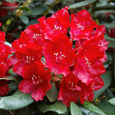Rhododendron Scarlet Wonder Garden Plant - Scarlet Red Blooms, Compact Size, Hardy (15-30cm Height Including Pot)