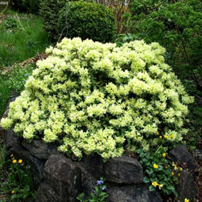 Rhododendron Shamrock Garden Plant - Yellow Blooms, Compact Size, Hardy (15-30cm Height Including Pot)