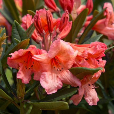 Rhododendron Tortoiseshell Orange - Flowering Plants Outdoor Garden ...