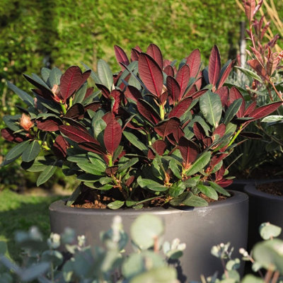 Rhododendron Wine and Roses 3 Litre Potted Plant x 1