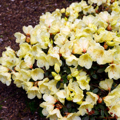 Rhododendron Wren (15-25cm Height Including Pot) Garden Plant - Compact Shrub, Pink Blooms