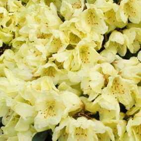 Rhododendron Wren Garden Plant - Yellow Blooms, Compact Size, Hardy (15-30cm Height Including Pot)
