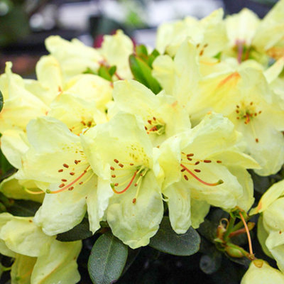 Rhododendron Wren Garden Plant - Yellow Blooms, Compact Size, Hardy  (15-30cm Height Including Pot)