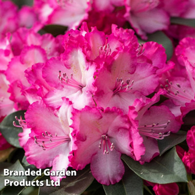 Rhododendron XXL 19cm Potted Plant x 1