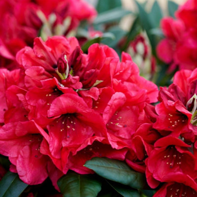 rhododendron ramapo Preorder Rhododendron 'Ramapo'