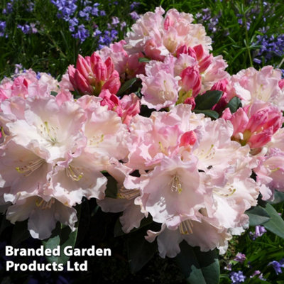 Rhododendron Yakushimanum Soft Pink 3 Litre Potted Plant x 1