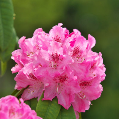 Rhododendrons - 3 pcs. - Rhododendron roseum elegans pink - H25-40cm - Pot  9cm