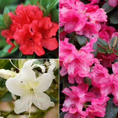 Rhododendrons (Japanese Azalea) 3 x Plants in 9cm Pots