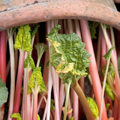 Rhubarb 6 x Mixed Crowns - Tasty UK Varieties High Yielding Ready to Plant