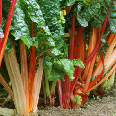 Rhubarb Goliath Bare Root - Grow Your Own Bareroot, Fresh Vegetable Plants, Ideal for UK Gardens (5 Pack)