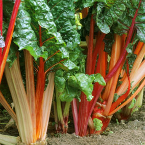 Rhubarb Goliath Bare Root - Grow Your Own Bareroot, Fresh Vegetable Plants, Ideal for UK Gardens (5 Pack)