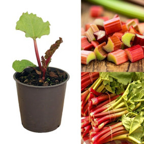Rhubarb Plant for The Garden in A 1litre Pot - Ready to Plant