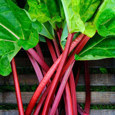 Rhubarb Plant for The Garden in A 1litre Pot - Ready to Plant - 3