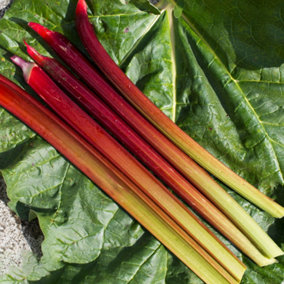 Rhubarb Raspberry Red Bare Root - Grow Your Own Bareroot, Fresh Vegetable Plants, Ideal for UK Gardens (1 Pack)