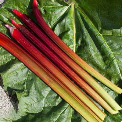 Rhubarb Raspberry Red Bare Root - Grow Your Own Bareroot, Fresh ...