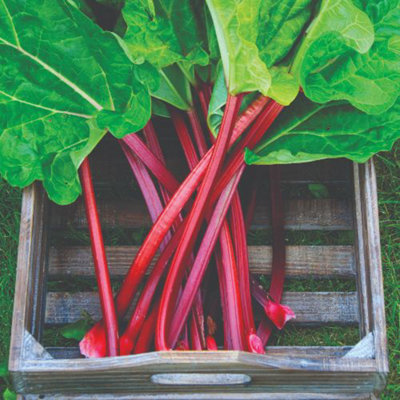 Rhubarb (Rheum) Raspberry Red 2 Budded Pieces