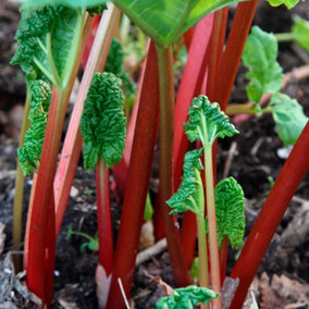 Rhubarb Timperley Early Bare Root - Grow Your Own Bareroot, Fresh Vegetable Plants, Ideal for UK Gardens (1 Pack)