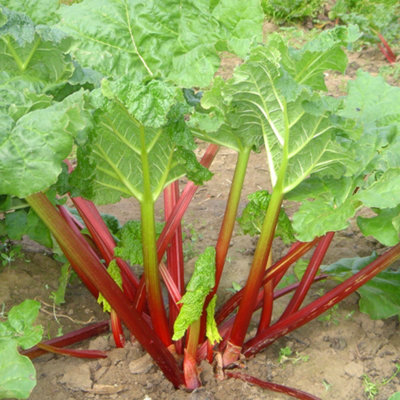 Rhubarb Timperley Early Bare Root - Grow Your Own Bareroot, Fresh Vegetable Plants, Ideal for UK Gardens (5 Pack)