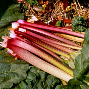 Rhubarb Victoria Bare Root - Grow Your Own Bareroot, Fresh Vegetable Plants, Ideal for UK Gardens (1 Pack)