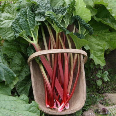Rhubarb Victoria Bare Root - Grow Your Own Bareroot, Fresh Vegetable Plants, Ideal for UK Gardens (3 Pack)