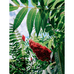 Rhus Glabra The Smooth Sumach Tree Large 3ft Supplied in a 5 litre Pot