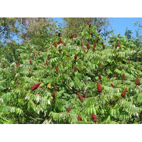 Rhus Typhina Stag Horn Sumach 6ft Large Supplied in a 5 Litre Pot