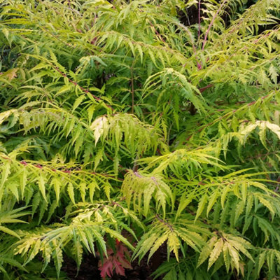 Rhus typhina Tiger Eyes in 5L Pot DIY at B&Q