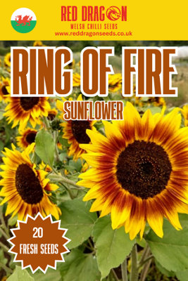 Ring of Fire Sunflower Seeds - 20 Fresh Seeds