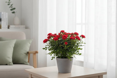 Ro Kordana Rood Wit Pot size 21 Cm Height 30 Rose Indoor Houseplant