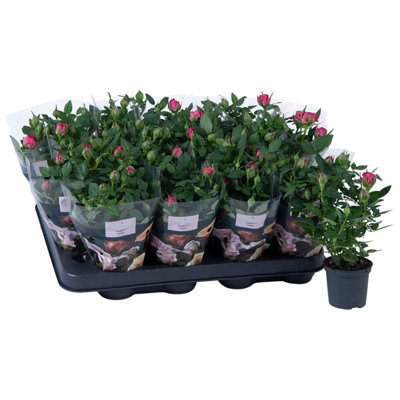 Ro Party Mini Pink, 7cm Pot Size, 20cm Tall, Terrarium, Indoor Houseplant