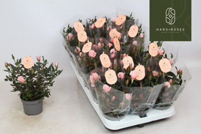 Ro Rosaroma Light Pink, 510cm Pot Size, 27cm Tall, Rose Rood Dolc'Amore ...