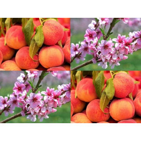 Rochester Peach Tree 6ft (Large) Supplied in a 7.5 Litre Pot