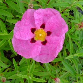 Rock Rose Outdoor Shrub Plant Cistus x Purpureus 7.5L Pot