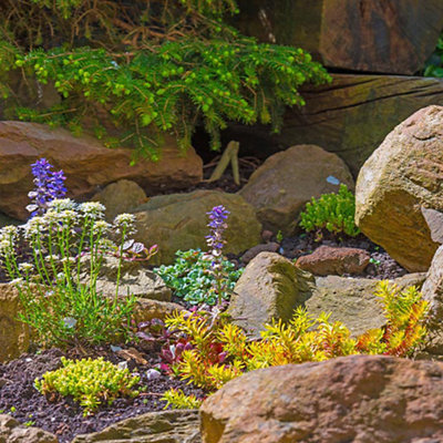 Colourful flowers planted amongst rocks in an alpine rockery.