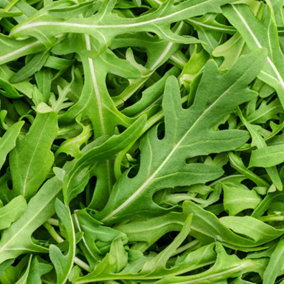 Rocket Salad Herb Plant - Arugula, Distinct Flavour, Versatile (5-15cm Height Including Pot)