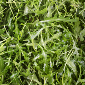 Rocket Wild Herb Plant - Intense Flavour, Fast-Growing, Versatile (5-15cm Height Including Pot)