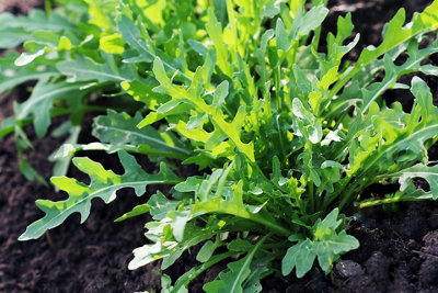 Rocket Wild Herb Seeds (Approx. 485 seeds) by Jamieson Brothers - 5