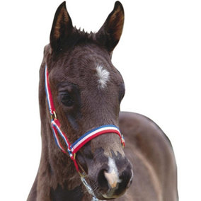 Roma Foal Headcollar Red/White/Blue (Foal)