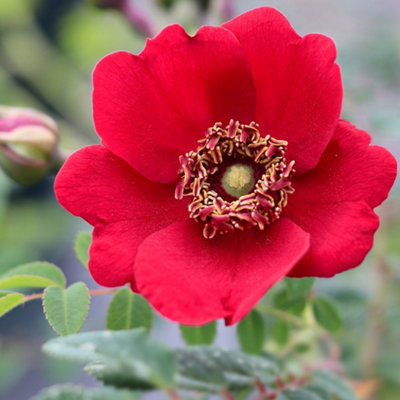 ROSA GERANIUM SHRUB ROSE 4 LITRE POT ROSE BUSH