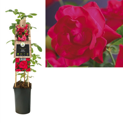 Rosa Heidelberg, 17cm Pot Size, 75cm Tall, Rose, Indoor Houseplant