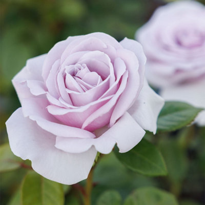 Rosa Pacific Blue Hybrid Tea Rose 4 Litre Pot Rose Bush