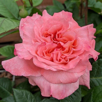 Rosa Rachel Hybrid Tea Bush Rose 4 Litre Pot Rose Bush